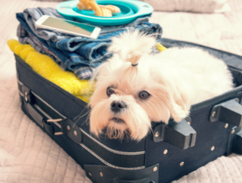 A udhëton kafsha juaj shtëpiake me ju?